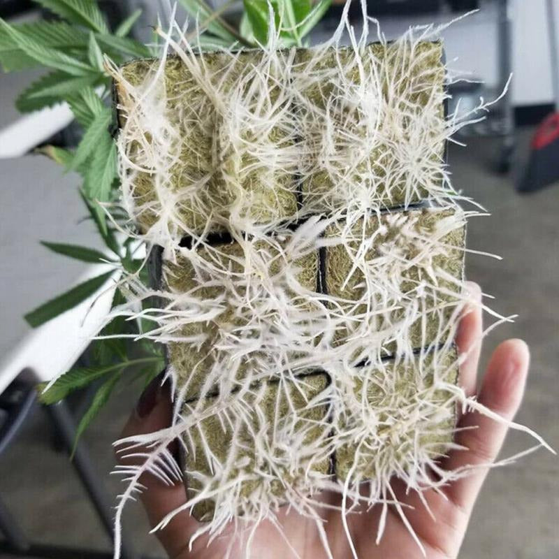 Rockwool Hydroponic Seedling Cubes – 100pcs Sterile Grow Plugs for Soil-Free Plant Starts